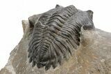 Detailed Hollardops Trilobite - Ofaten, Morocco #216565-5